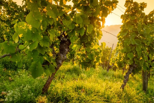 Vines with grapes in backlit sun in summer