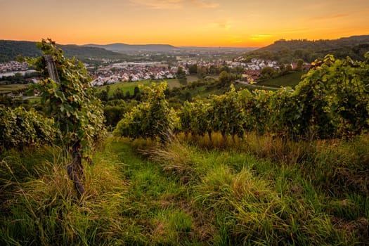 Dawn in german vineyard with vines