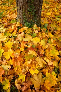 Autumn leaves on soil with maple tree trunk
