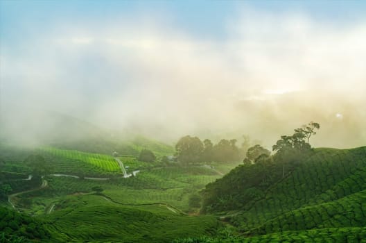 Sunrise view of tea plantation landscape at Cameron Highlands, Malaysia.