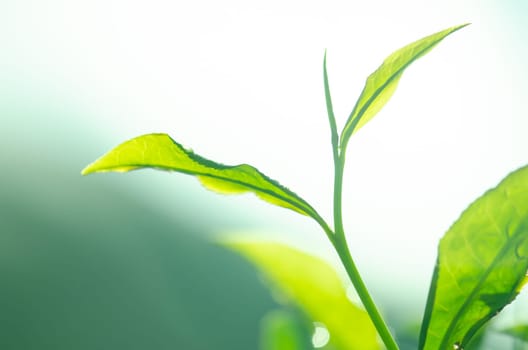 Tea leaf with plantation at the background, morning view.