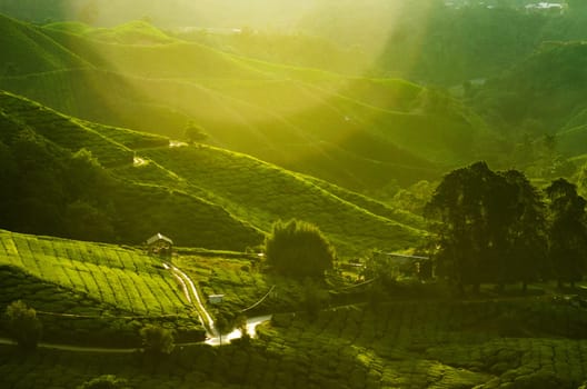Sunrise view of tea plantation landscape at Cameron Highlands, Malaysia.