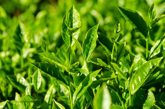 Tea leaf with plantation at the background, morning view.