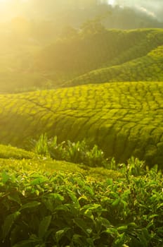 Tea Plantations at Cameron Highlands Malaysia. Sunrise in early morning with fog.