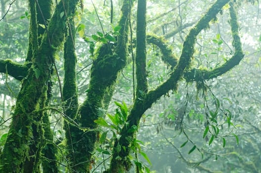 Mossy forest, cameron highlands Malaysia
