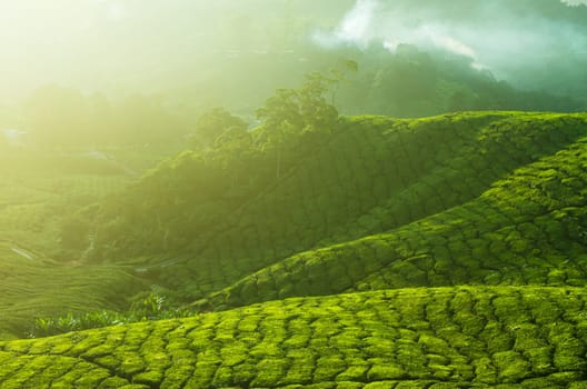 Tea Plantations at Cameron Highlands Malaysia. Sunrise in early morning with fog.