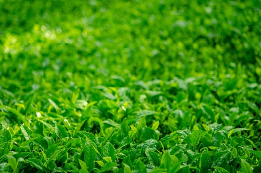 Tea leaf with plantation at the background, morning view.