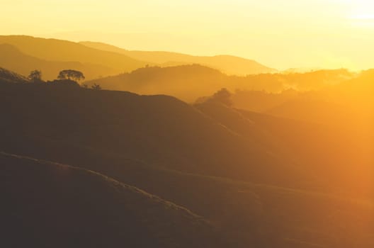 Sunrise view of tea plantation landscape at Cameron Highlands, Malaysia.