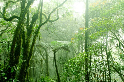 Mossy forest, cameron highlands Malaysia