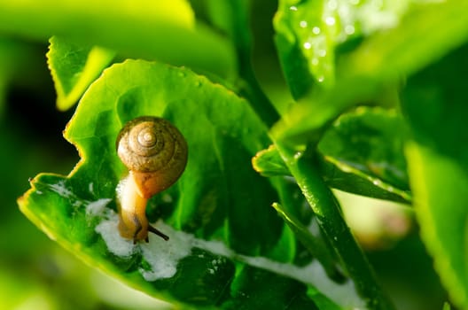 Snail crawling on tea leaf in morning close up.