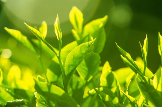 Tea leaf with plantation at the background, morning view.