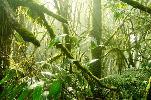 Mossy forest, cameron highlands Malaysia