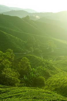 Tea Plantations at Cameron Highlands Malaysia. Sunrise in early morning with fog.