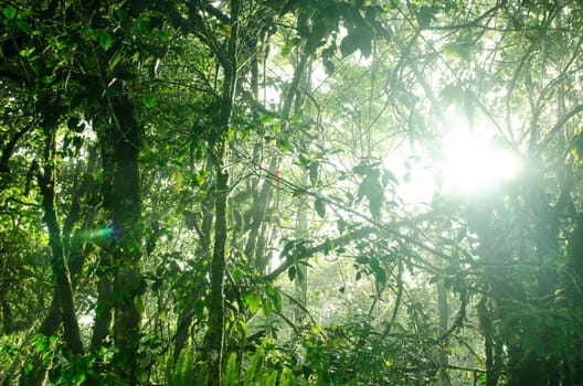Mossy forest, cameron highlands Malaysia