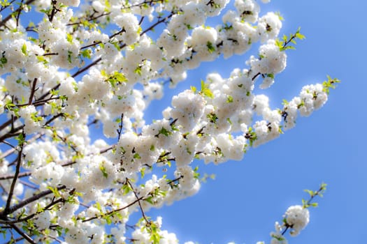Frühlingsblüten
