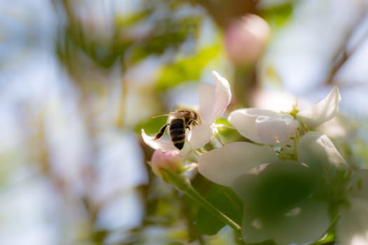 Apfelblüte