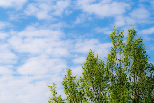Frühlingsblüten