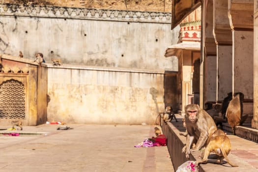 Monkey in the Monkey Temple in Jaipur, Rajasthan, India.