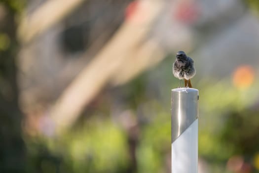 Fluffed up dark redstart sits on a metal post against a blurred background with copy space