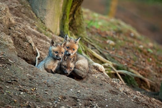 Fluffy red fox, vulpes vulpes, cubs exploring surroundings of their den in spring forerst. Three young mammals with soft fur sitting near hole to burrow in nature. Young cute wild animals.