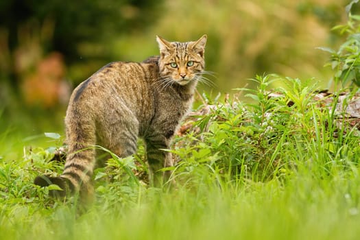 European wildcat, felis silvestris, with black stripes on brown tail looking behind over shoulder in summer. Elegant mammal predator in national park of Romania, Europe.