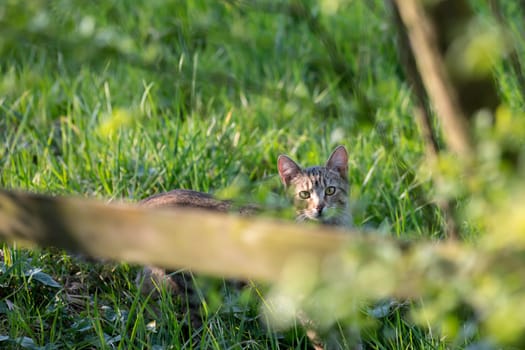 Hidden gray striped domestic cat in tall grass looks over a wooden fence
