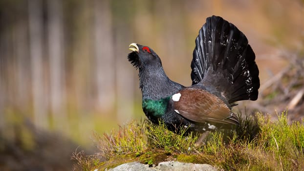 Majestic western capercaillie, tetrao urogallus, calling and courting in spring. Wild territorial bird showing off. Proud ground-living animal strutting with open tail feathers in its natural habitat.