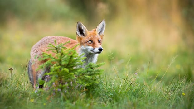 Cute red fox, vulpes vulpes, looking up on a vivid meadow in summer nature. Curious mammal observing with adorable eyes and copy space. Animal predator standing on glade.