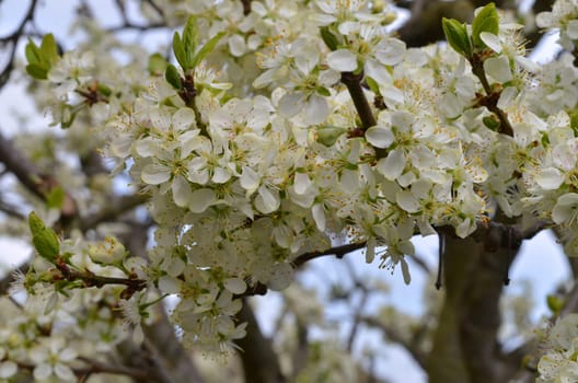 flowering plum tree in your own garden