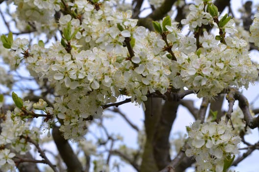 flowering plum tree in your own garden