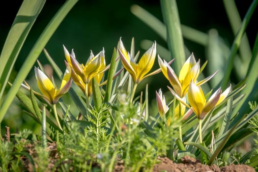 Several small star tulips growing between green grass taken from a low angle shot