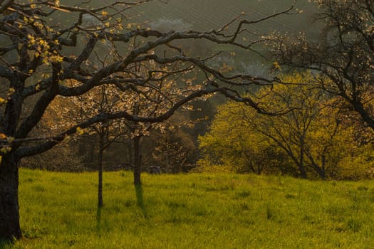 Fruit trees in springtime in morning back lit