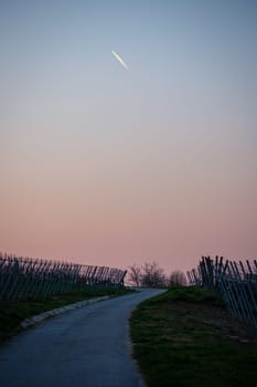 Vineyard with road in dawn vertical format