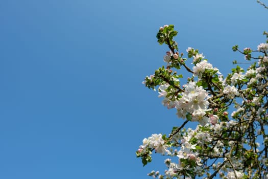 White Flower of a apple tree with blue sky