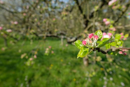 Flower and bud of a apple tree in springtime