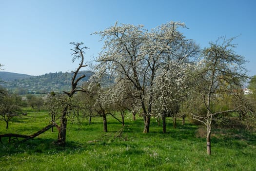 Orchard with fruit trees landscape in springtime