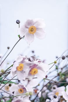 Autumn anemone, anemone hupehensis, anemone anemone - romantic greeting in autumn.