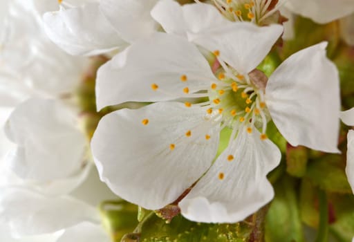 close up of a cherry blossom