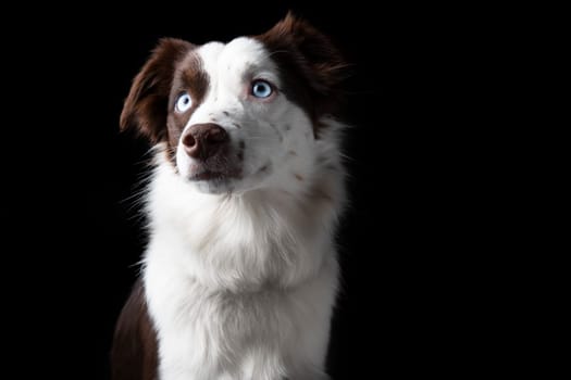 Dramatic portrait of red tri Miniature American Shephard with blue eyes