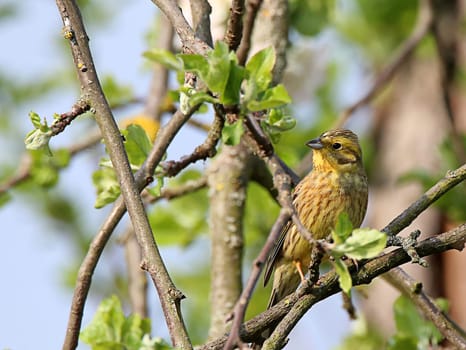 Golden bunting Emberiza citrinella on apple tree in April