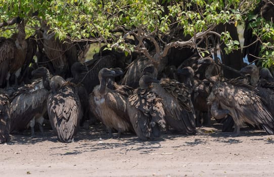 White-backed vulture in the shade of a tree in Chobe National Park, Botswana