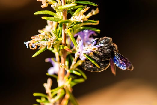 violet carpenter bee on rosemary.