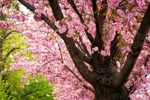 Cherry Tree With Pink Blossom, tree in bloom at springtime