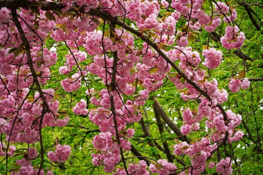 Cherry Tree With Pink Blossom, tree in bloom at springtime