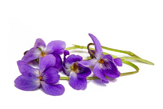 blooming scented violets in spring