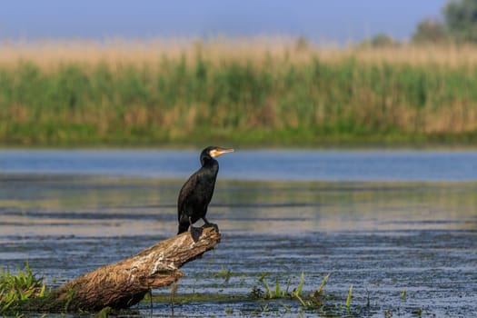 cormorant in a tree. Danube Delta, Romania
