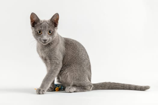 Pedigree Cat Russian Blue (Felis silvestris catus),12 weeks,young,sedentary,light grey background,studio recording
