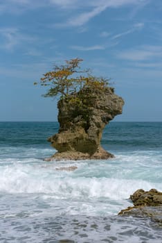 Rocky island with tree in Manzanillo coast, Costa Rica