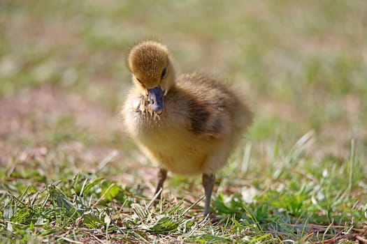 Young goose Anser anser