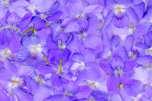 Background made of small, violet violet flowers without a stem or leaves